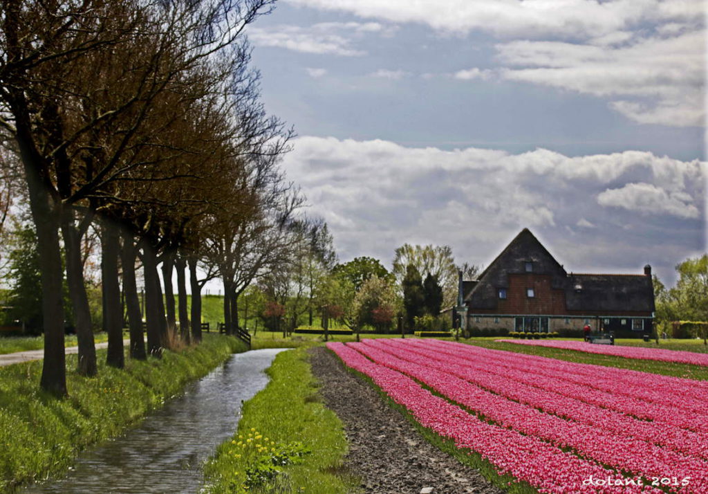 Tulpenveld bij Wijdenes
